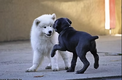 két kutya játszik