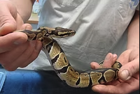 kígyó kézben fogva