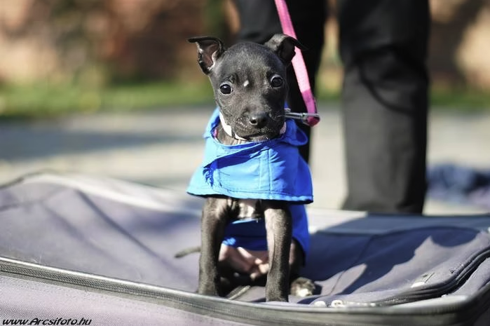 kis kutya kabátban
