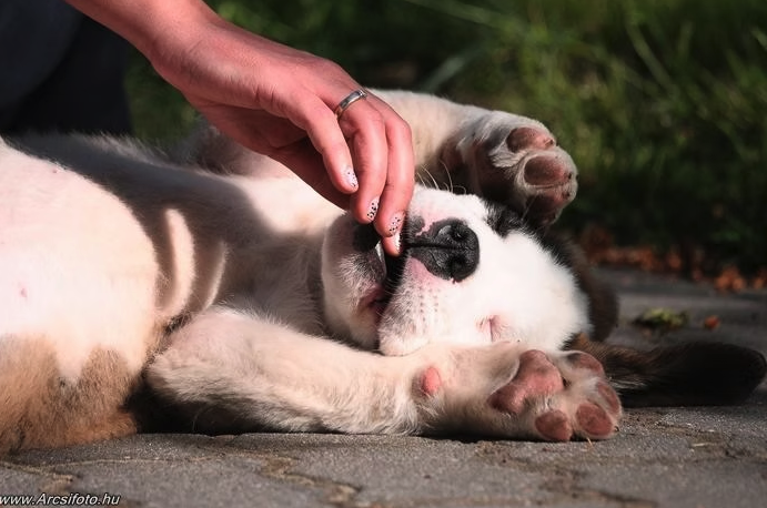 fekvő, boldog kutya