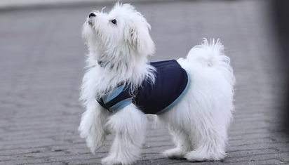 büszke fehér kis kutya