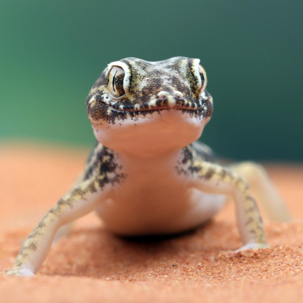 hüllő a kamerával szemben